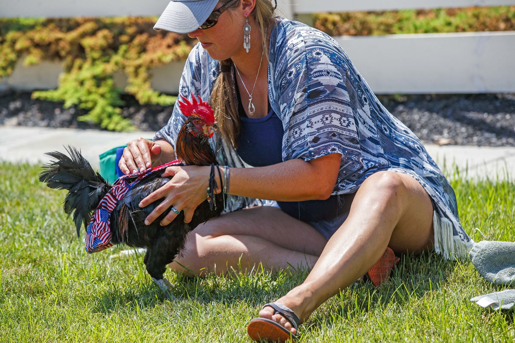Bluff, an adventurous Rooster